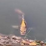 heboh-video-ikan-berwajah-manusia-begini-penampakannya-lntkoMMVuK